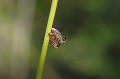 Duomyia