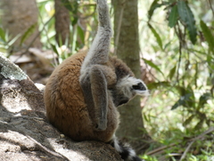 Lemur catta