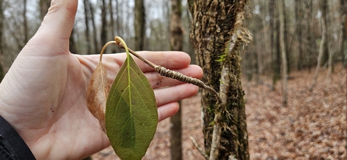 Foto de Cipó-uva