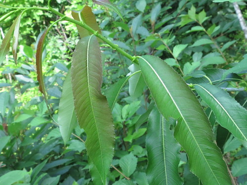 Image of Salix nipponica by (c) Repina Tatyana, some rights reserved (CC BY)