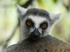 Lemur catta