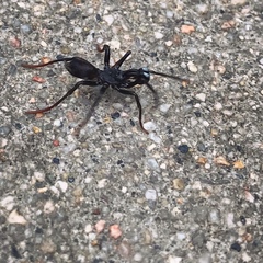 Araneae