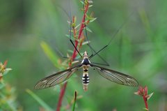 Leptotarsus clavatus