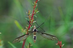 Leptotarsus clavatus