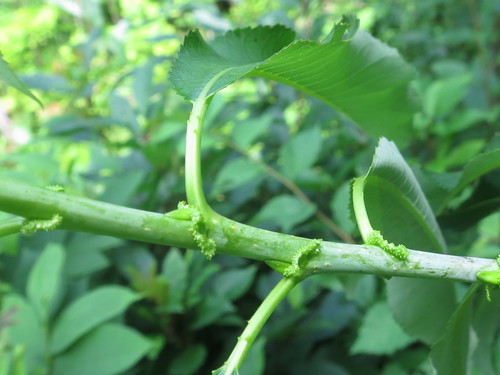 Image of Salix nipponica by (c) Repina Tatyana, some rights reserved (CC BY)