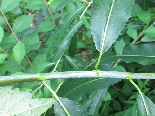 Image of Salix nipponica by (c) Repina Tatyana, some rights reserved (CC BY)