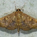 Obscure Psara Moth - Photo (c) a f, some rights reserved (CC BY-NC), uploaded by a f
