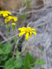 Othonna perfoliata