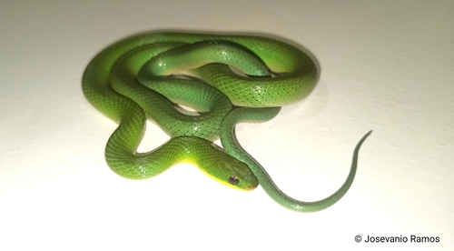Crown Ground Snake