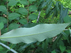 Salix nipponica