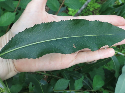 Image of Salix nipponica by (c) Repina Tatyana, some rights reserved (CC BY)