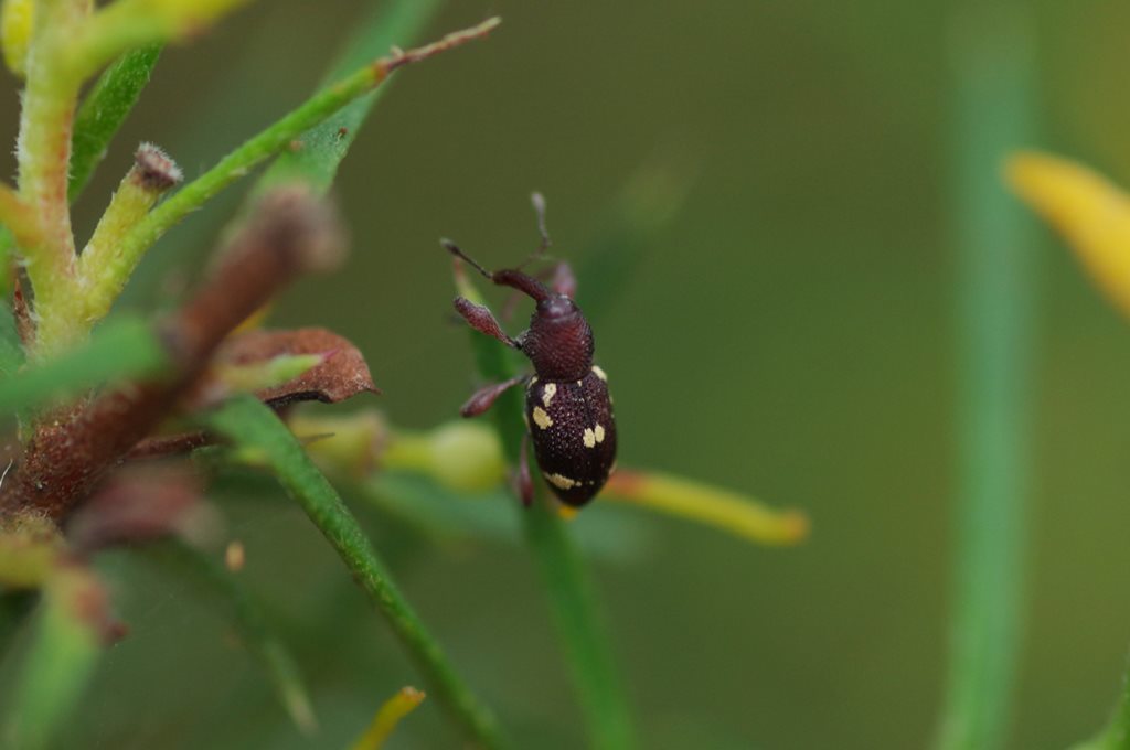 Oenopus