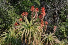 Aloe pluridens