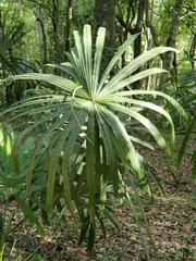 Trachycarpus fortunei