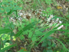 Syneilesis aconitifolia
