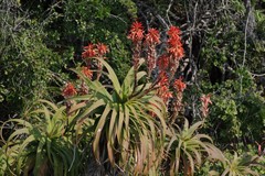 Aloe pluridens