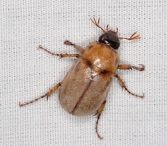 Cyclocephala pasadenae