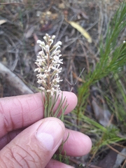 Spatalla racemosa