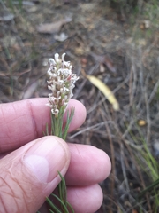 Spatalla racemosa