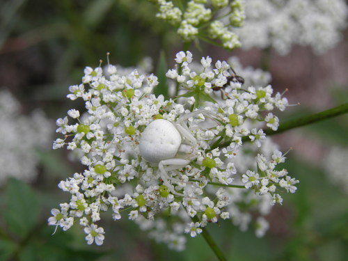 Geltonasis Žiedvoris