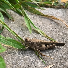 Trilophidia annulata