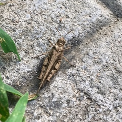 Trilophidia annulata