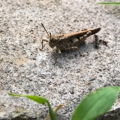 Trilophidia annulata