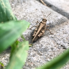 Trilophidia annulata