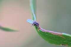 Poecilohetaerus aquilus