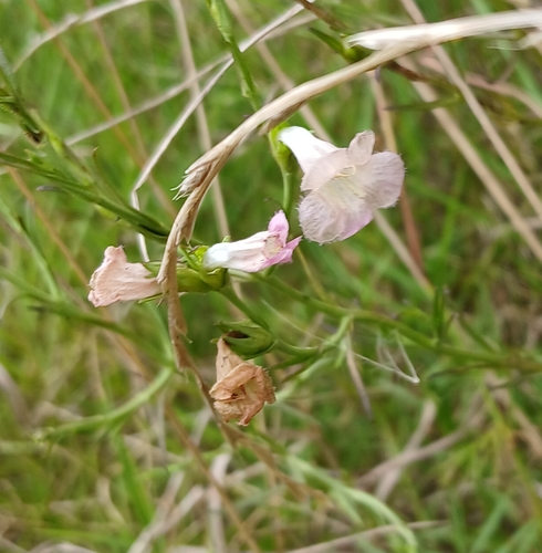 Agalinis communis