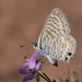 Leptotes marina - Photo (c) Anne Reeves,  זכויות יוצרים חלקיות (CC BY-ND)
