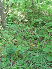 Syneilesis aconitifolia