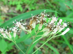 Syneilesis aconitifolia