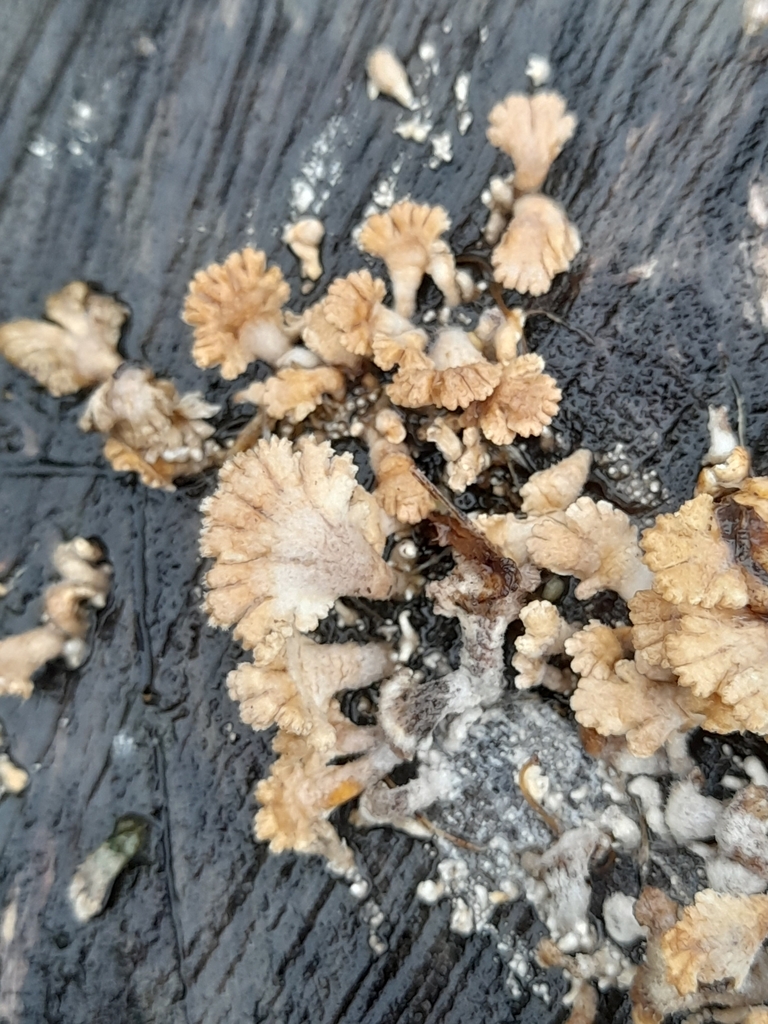 Schizophyllum commune · January 2025 · photo: © mphnz (iNaturalist, cc0)