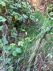 Sylvilagus floridanus