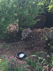 Sylvilagus floridanus