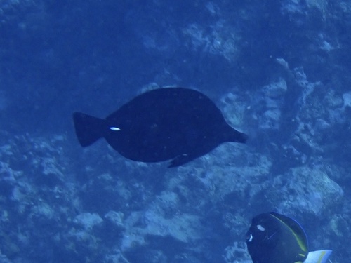 Zebrasoma rostratum observed 2025-01-15