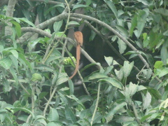 Terpsiphone paradisi