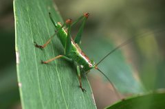 Conocephalomima barameda