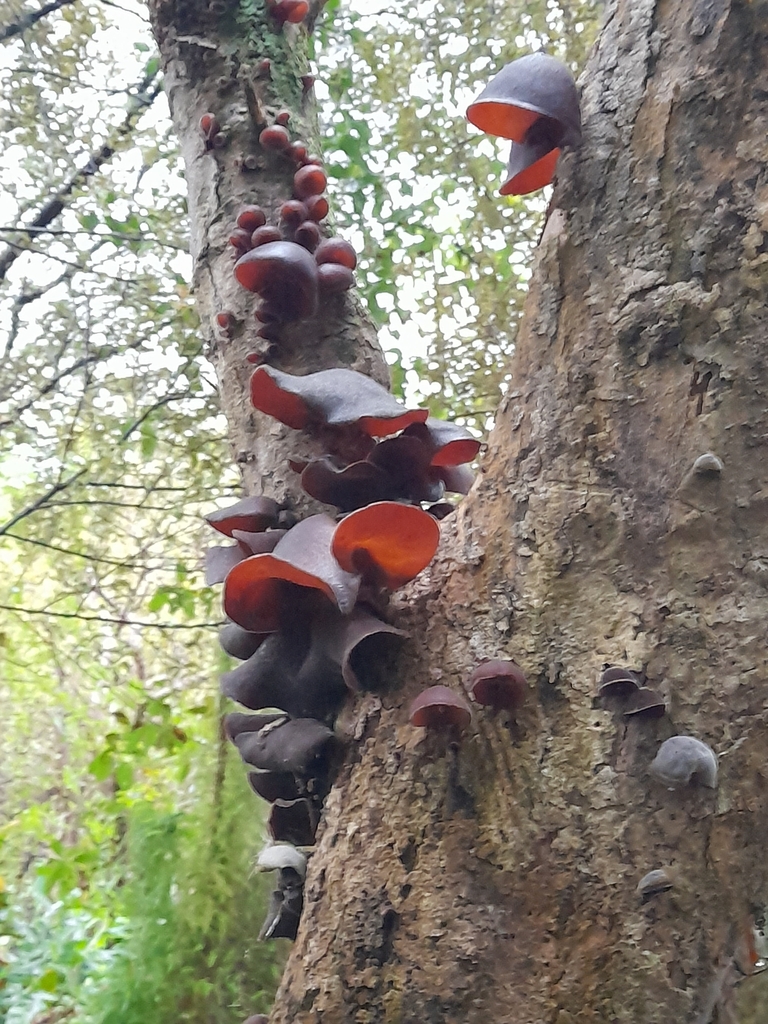Auricularia cornea · January 2025 · photo: © mphnz (iNaturalist, cc0)