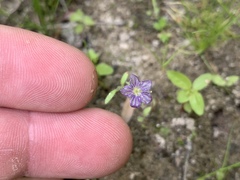 Phacelia exilis