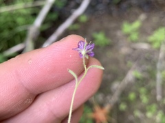 Phacelia exilis