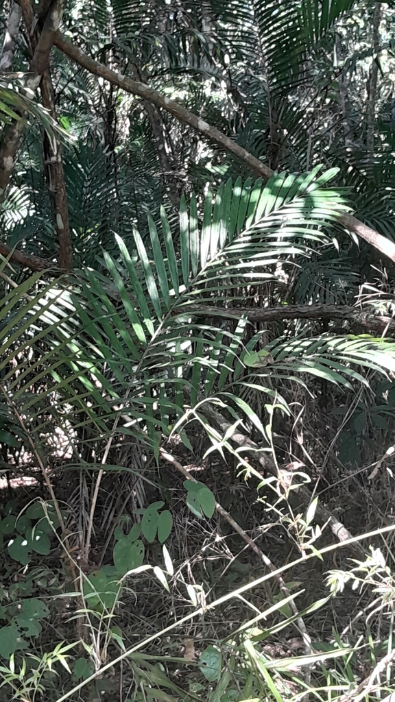 Foto de Pupunha-brava