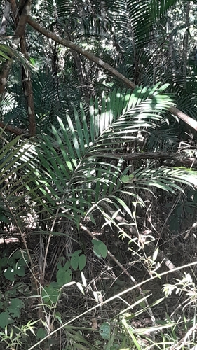 Pupunha-brava