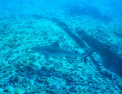 Grey reef shark