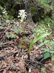 Govenia liliacea