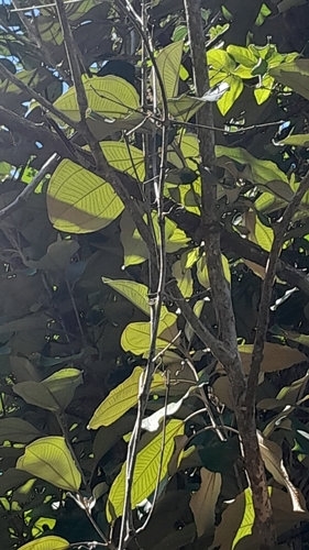 Miconia argentea - Habitat