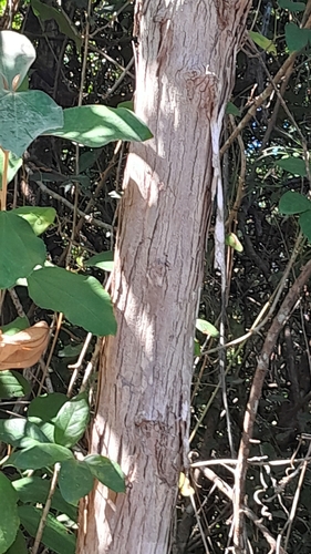 Miconia argentea - Leaves