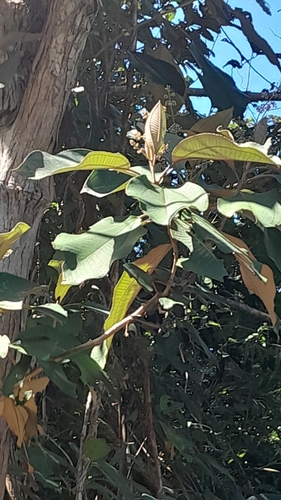 Miconia argentea - Whole tree