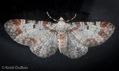 Eupithecia mutata